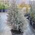 jalovec-cinsky-stricta.jpg