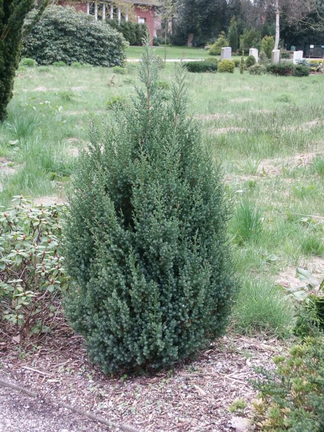 Jalovec čínský 'Stricta' - Juniperus chinensis 'Stricta'