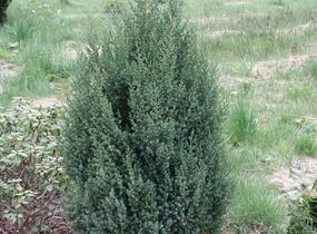 Jalovec čínský 'Stricta' - Juniperus chinensis 'Stricta'