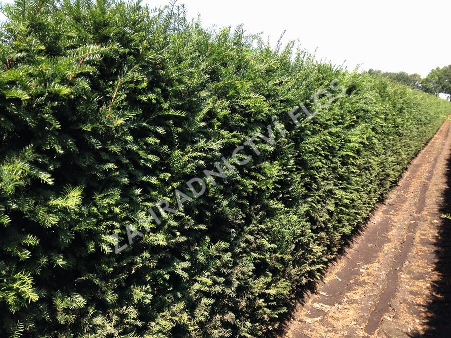 Tis červený - Taxus baccata