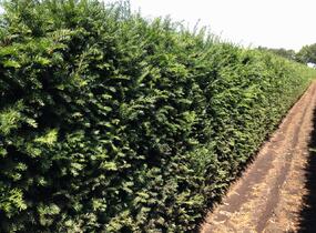 Tis červený - Taxus baccata