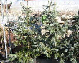 Smrk pichlavý 'Hoopsii'