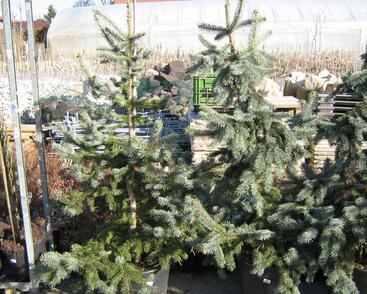 Smrk pichlavý 'Hoopsii'