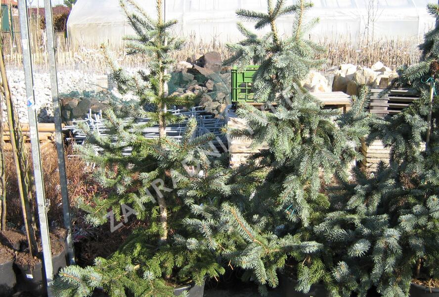 Smrk pichlavý 'Hoopsii' - Picea pungens 'Hoopsii'