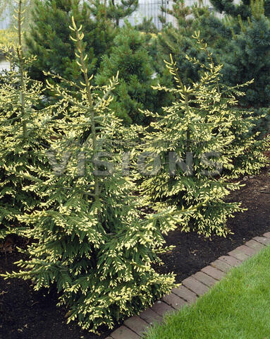 Smrk východní 'Aurea' - Picea orientalis 'Aurea'