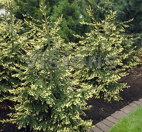 Smrk východní 'Aurea' - Picea orientalis 'Aurea'