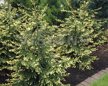 Smrk východní 'Aurea'