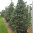 Jedle ojíněná - Abies concolor