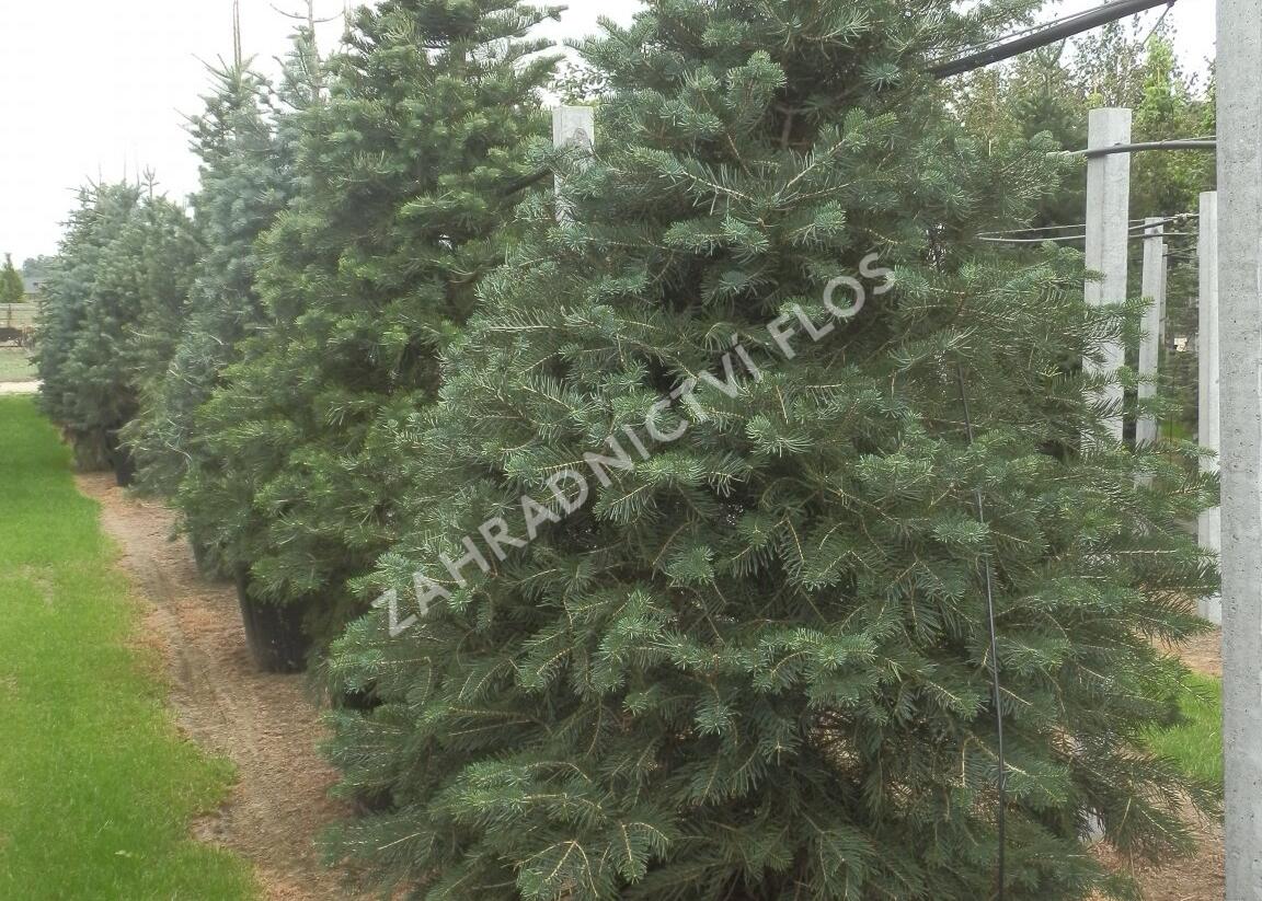 Jedle ojíněná - Abies concolor
