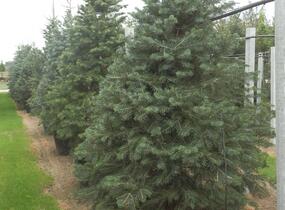 Jedle ojíněná - Abies concolor