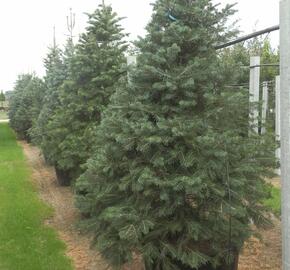 Jedle ojíněná - Abies concolor