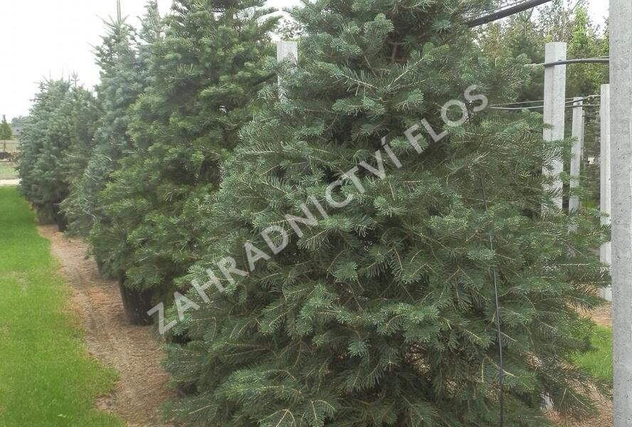 Jedle ojíněná - Abies concolor