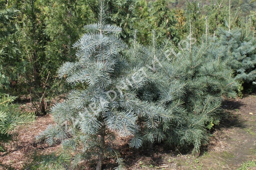 Jedle ojíněná - Abies concolor