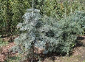 Jedle ojíněná - Abies concolor