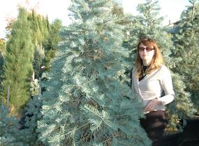 Jedle ojíněná - Abies concolor