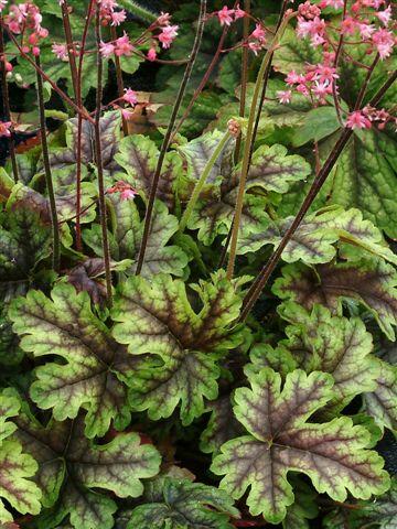 Dlužela 'Tapestry' - Heucherella 'Tapestry'