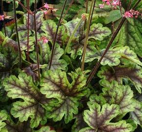 Dlužela 'Tapestry' - Heucherella 'Tapestry'