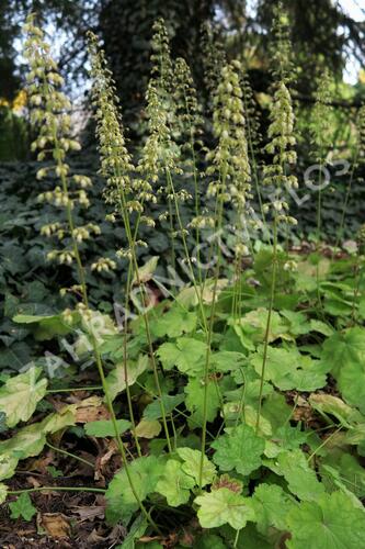 Dlužicha 'Tiramisu' - Heuchera hybrida 'Tiramisu'