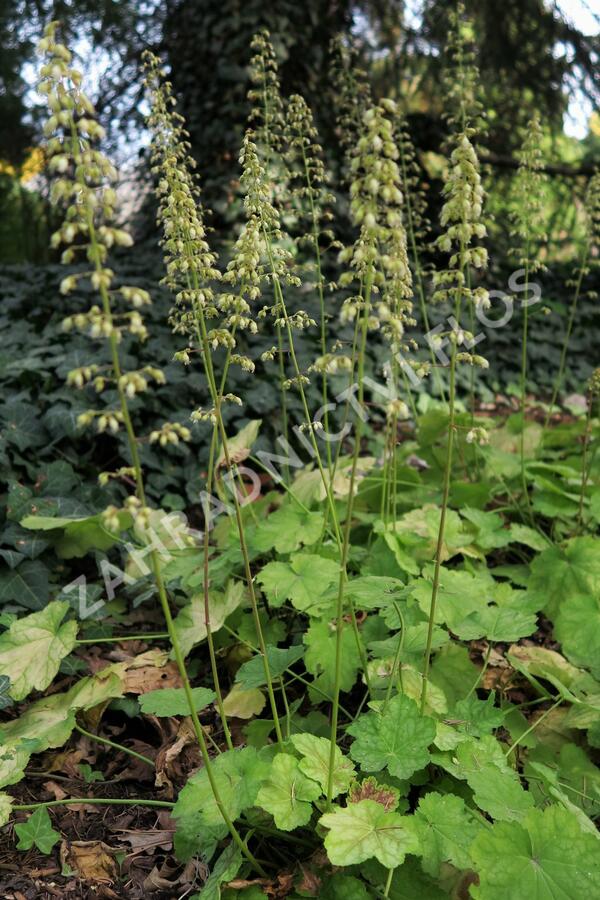 Dlužicha 'Tiramisu' - Heuchera hybrida 'Tiramisu'