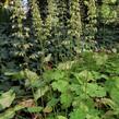 Dlužicha 'Tiramisu' - Heuchera hybrida 'Tiramisu'