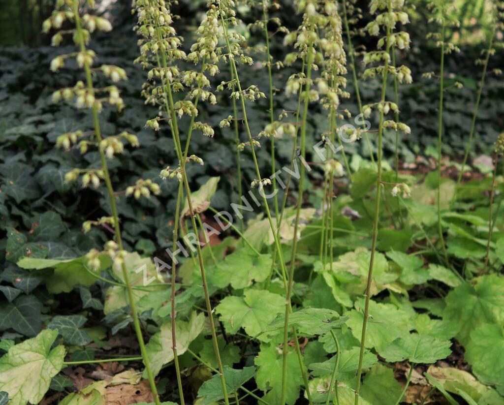 Dlužicha 'Tiramisu' - Heuchera hybrida 'Tiramisu'