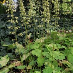 Dlužicha 'Tiramisu' - Heuchera hybrida 'Tiramisu'