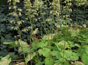 Dlužicha 'Tiramisu' - Heuchera hybrida 'Tiramisu'