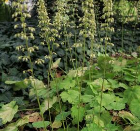 Dlužicha 'Tiramisu' - Heuchera hybrida 'Tiramisu'
