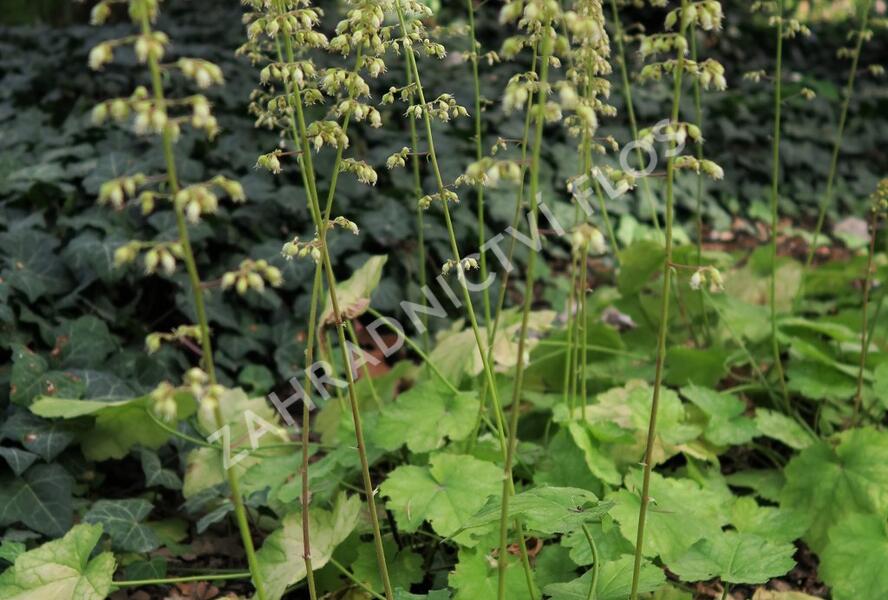 Dlužicha 'Tiramisu' - Heuchera hybrida 'Tiramisu'