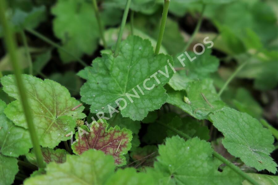 Dlužicha 'Tiramisu' - Heuchera hybrida 'Tiramisu'