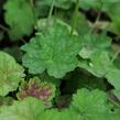 Dlužicha 'Tiramisu' - Heuchera hybrida 'Tiramisu'