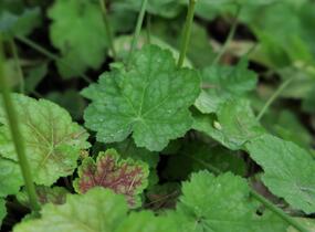 Dlužicha 'Tiramisu' - Heuchera hybrida 'Tiramisu'