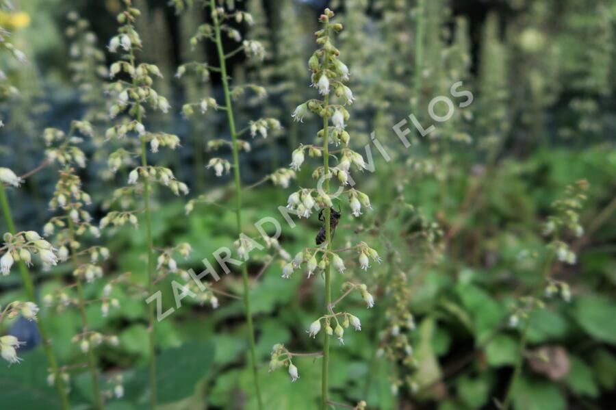 Dlužicha 'Tiramisu' - Heuchera hybrida 'Tiramisu'