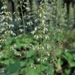 Dlužicha 'Tiramisu' - Heuchera hybrida 'Tiramisu'