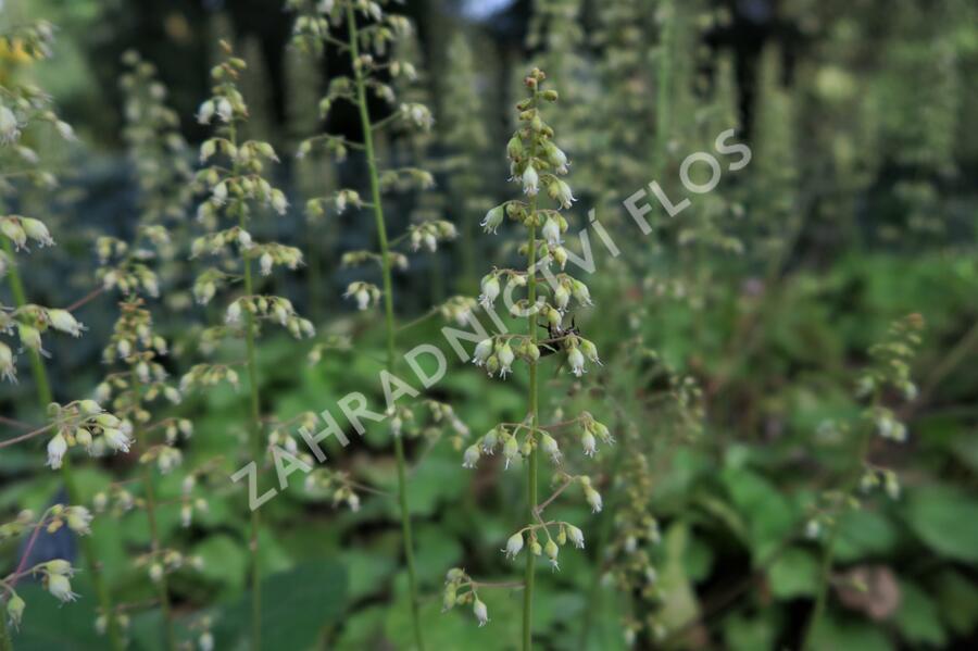 Dlužicha 'Tiramisu' - Heuchera hybrida 'Tiramisu'