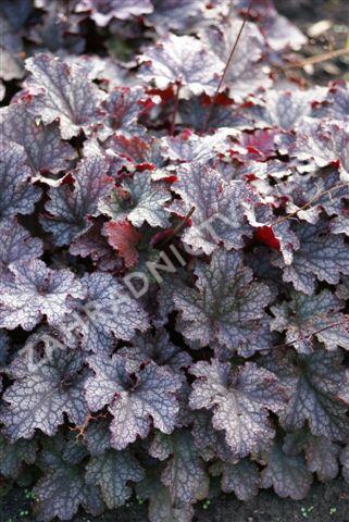 Dlužicha 'Plum Pudding' - Heuchera 'Plum Pudding'