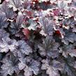 Dlužicha 'Plum Pudding' - Heuchera 'Plum Pudding'