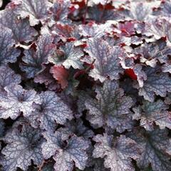 Dlužicha 'Plum Pudding' - Heuchera hybrida 'Plum Pudding'