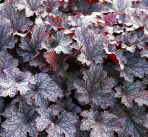 Dlužicha 'Plum Pudding' - Heuchera 'Plum Pudding'