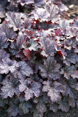 Dlužicha 'Plum Pudding' - Heuchera hybrida 'Plum Pudding'