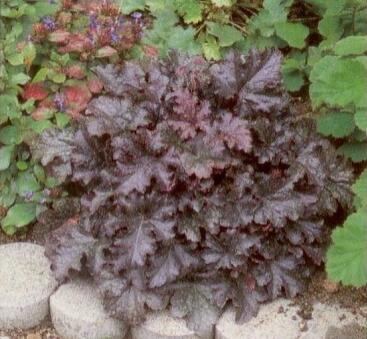 Dlužicha 'Plum Pudding' - Heuchera hybrida 'Plum Pudding'