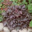 Dlužicha 'Plum Pudding' - Heuchera 'Plum Pudding'