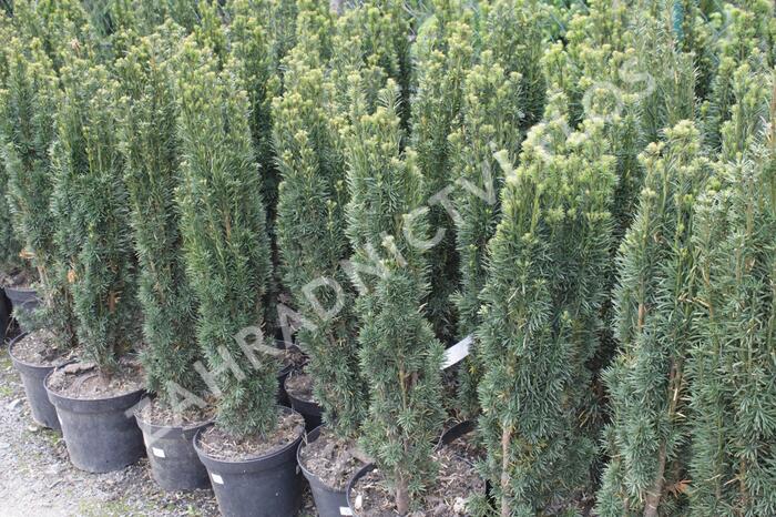 Tis červený 'Fastigiata' - Taxus baccata 'Fastigiata'