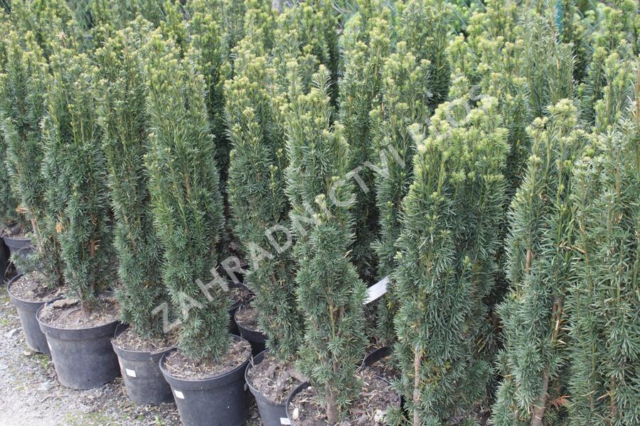 Tis červený 'Fastigiata' - Taxus baccata 'Fastigiata'