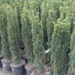 Tis červený 'Fastigiata' - Taxus baccata 'Fastigiata'