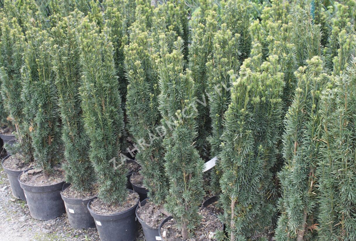 Tis červený 'Fastigiata' - Taxus baccata 'Fastigiata'