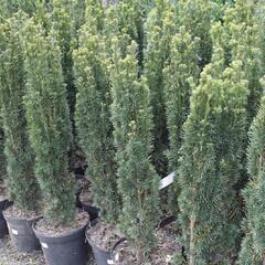 Tis červený 'Fastigiata' - Taxus baccata 'Fastigiata'