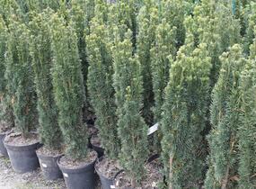 Tis červený 'Fastigiata' - Taxus baccata 'Fastigiata'