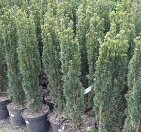 Tis červený 'Fastigiata' - Taxus baccata 'Fastigiata'