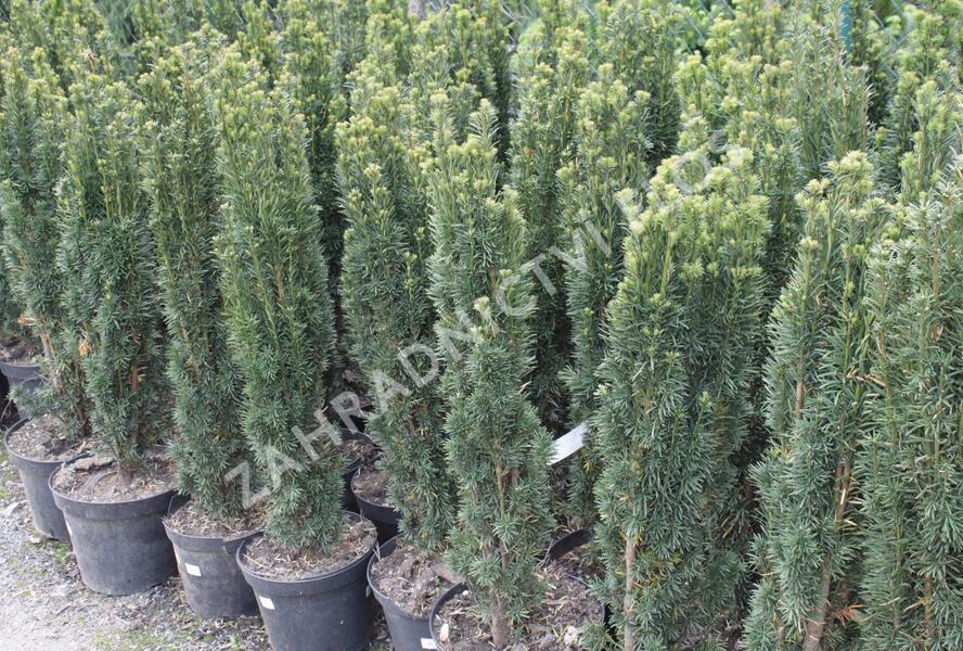 Tis červený 'Fastigiata' - Taxus baccata 'Fastigiata'